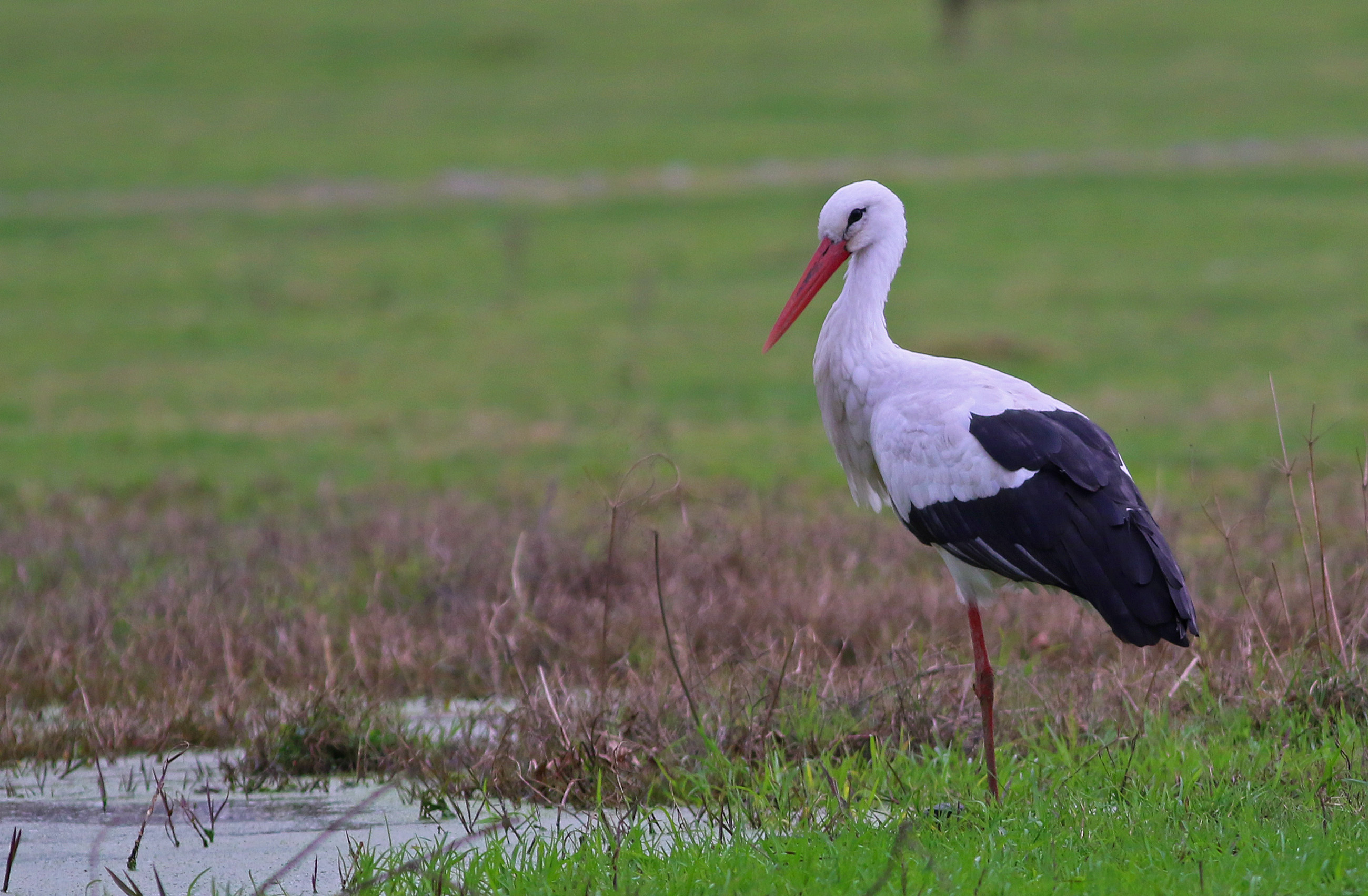 White Stork